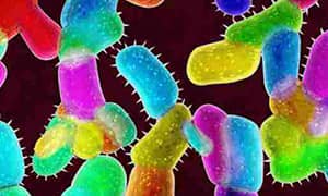 A nagy dózisú probiotikumok paraziták, Nagy dózisú probiotikumok paraziták - EXTRA AJÁNLÓ